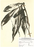 藏品(金草蘭)的圖片